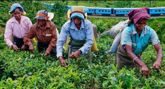 වතු කම්කරු දෛනික පැමිණිමේ දීමනාව ජනවාරි සිට...